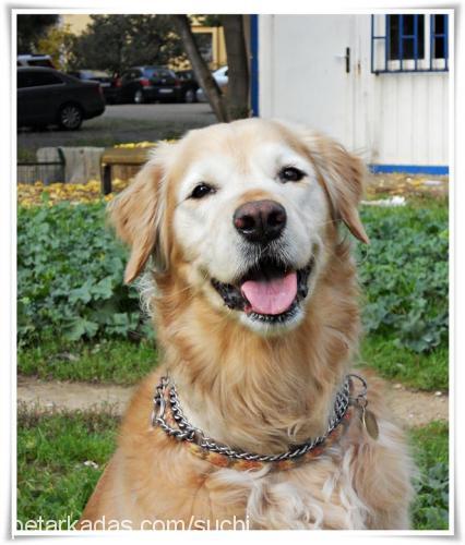 suchi Dişi Golden Retriever