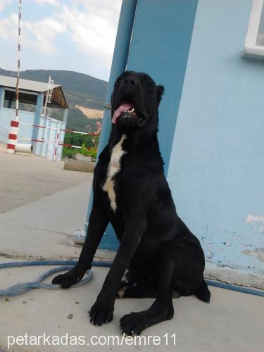 Çhar Erkek Cane Corso Italiano