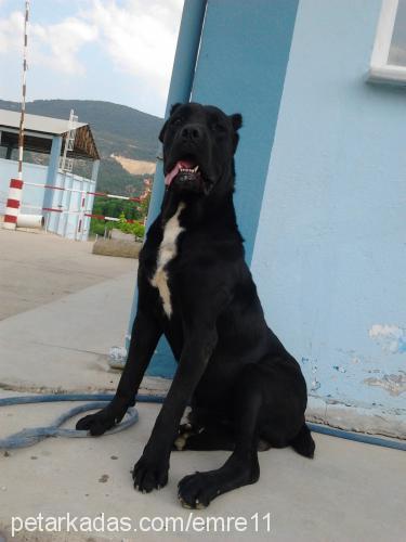 Çhar Erkek Cane Corso Italiano