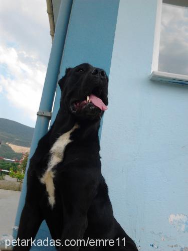 Çhar Erkek Cane Corso Italiano