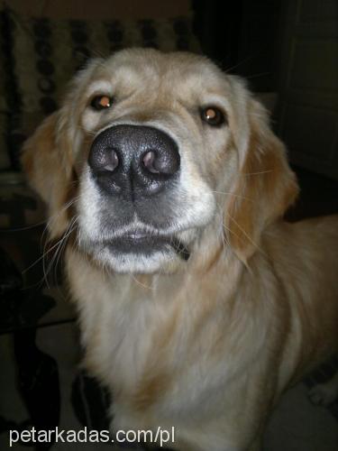 limon Dişi Golden Retriever