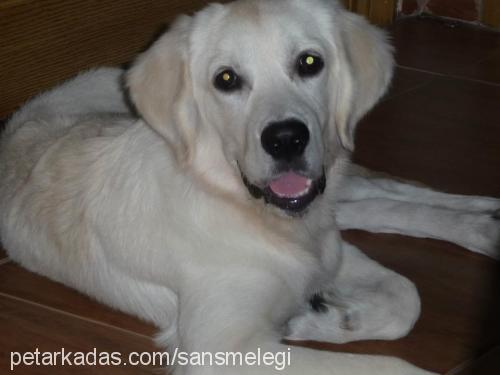 Şanslı Dişi Golden Retriever