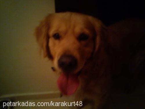 pascal Erkek Golden Retriever