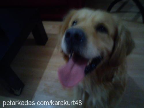 pascal Erkek Golden Retriever