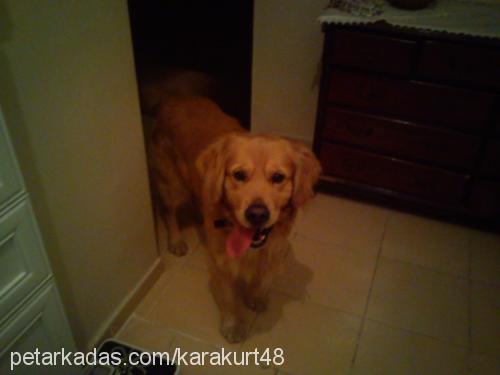 pascal Erkek Golden Retriever