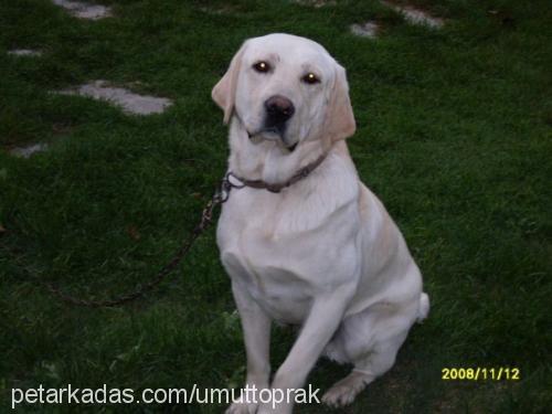 Çakır Erkek Labrador Retriever