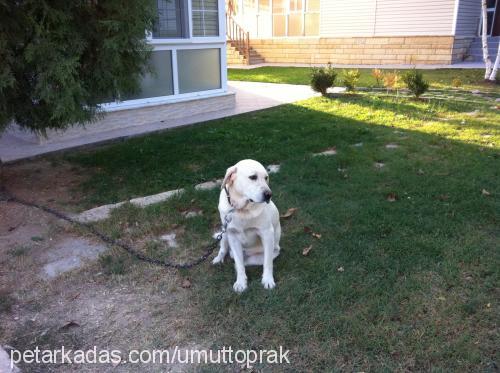 Çakır Erkek Labrador Retriever