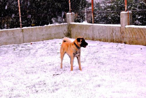 toprak Erkek Kangal