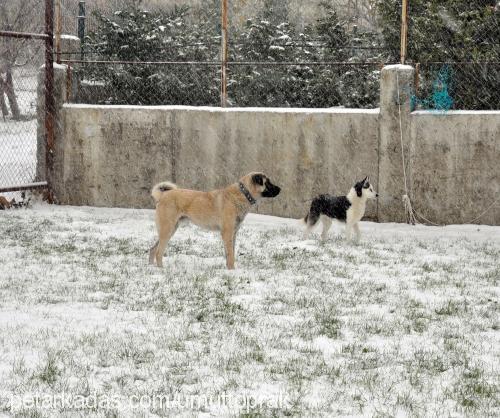 toprak Erkek Kangal