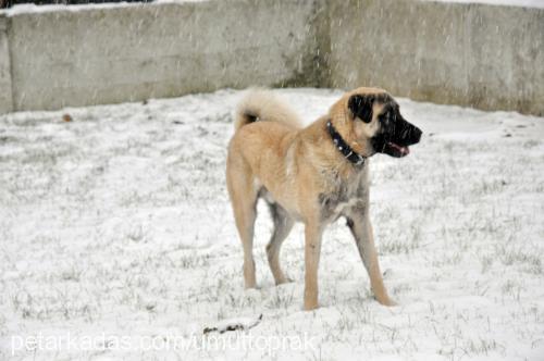 toprak Erkek Kangal