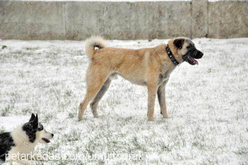 toprak Erkek Kangal