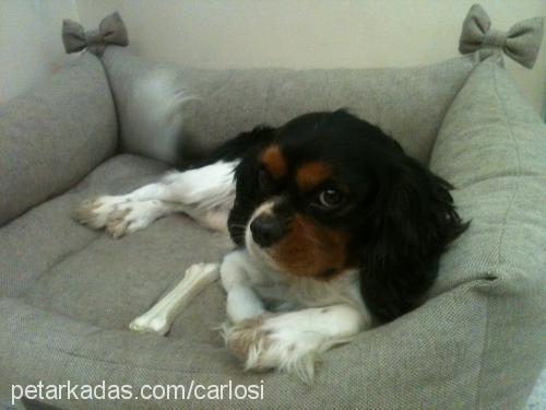 carlos Erkek Cavalier King Charles Spanieli