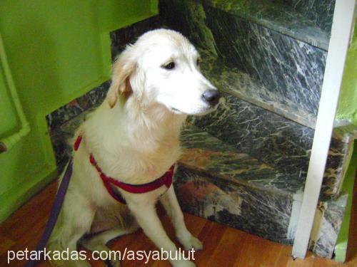 asya Dişi Golden Retriever