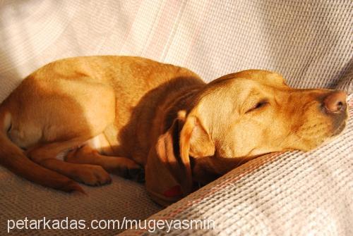 badem Dişi Labrador Retriever