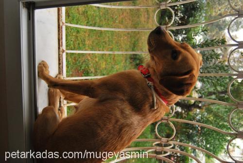 badem Dişi Labrador Retriever