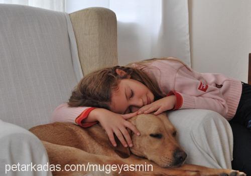 badem Dişi Labrador Retriever