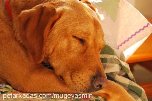 badem Dişi Labrador Retriever