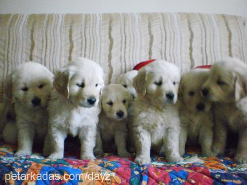 İzmİr Dişi Golden Retriever