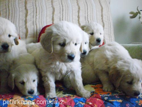 İzmİr Dişi Golden Retriever