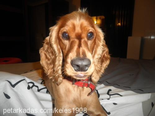 shaggey Erkek İngiliz Cocker Spaniel