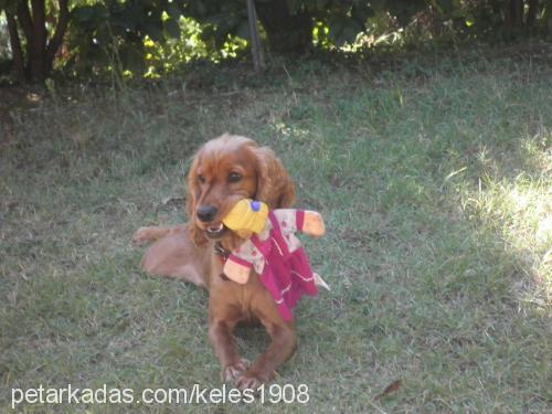 shaggey Erkek İngiliz Cocker Spaniel