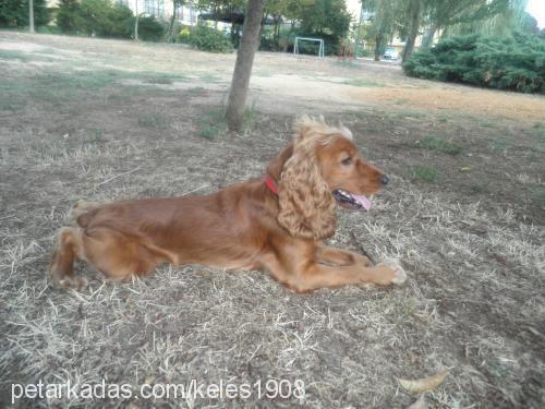 shaggey Erkek İngiliz Cocker Spaniel