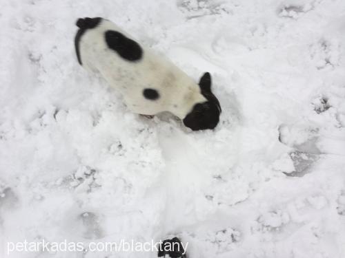 achillés Erkek Fransız Bulldog