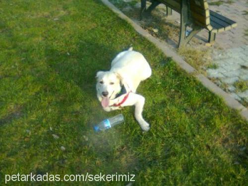 sekerimiz Dişi Labrador Retriever