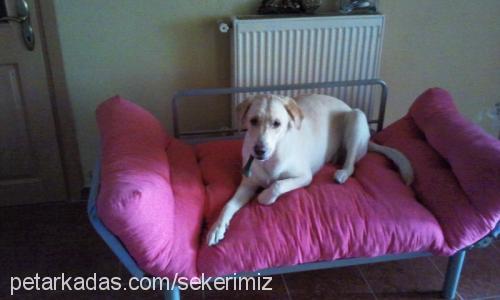 sekerimiz Dişi Labrador Retriever