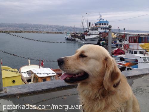 badem Erkek Golden Retriever