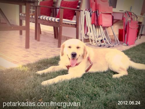 badem Erkek Golden Retriever