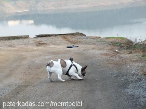 çirkin Dişi Fransız Bulldog