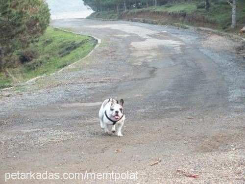 çirkin Dişi Fransız Bulldog