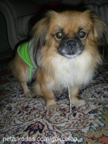 leo Dişi Pekingese