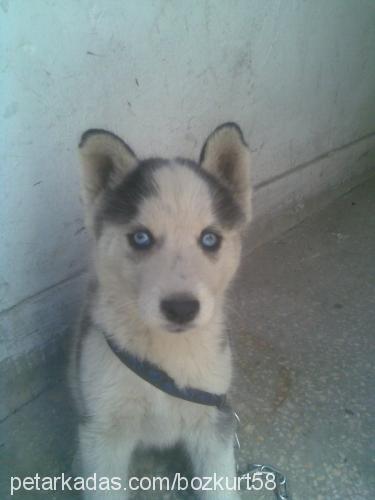 cadı Dişi Sibirya Kurdu (Husky)