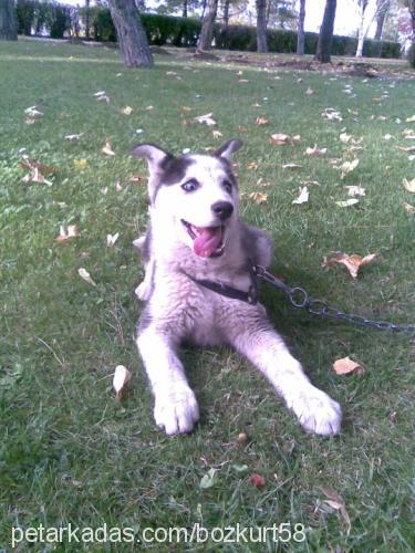 cadı Dişi Sibirya Kurdu (Husky)