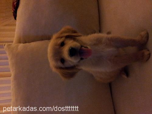 dost Dişi Golden Retriever