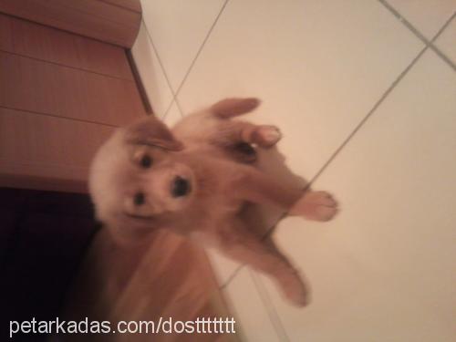 dost Dişi Golden Retriever