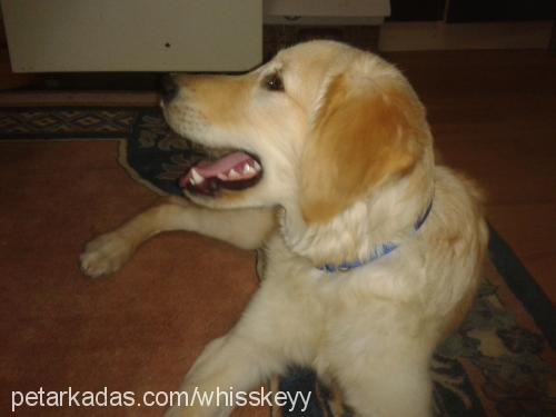 whiskey Erkek Golden Retriever