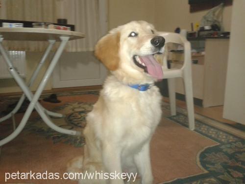 whiskey Erkek Golden Retriever