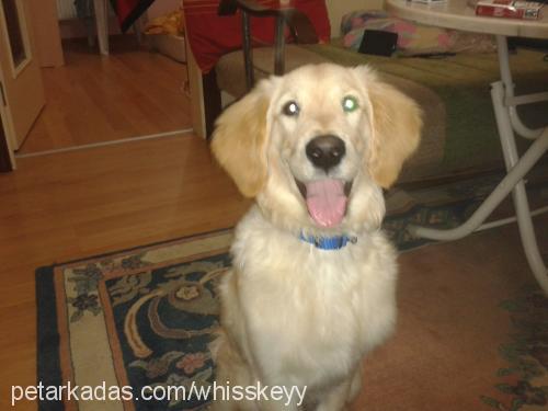 whiskey Erkek Golden Retriever