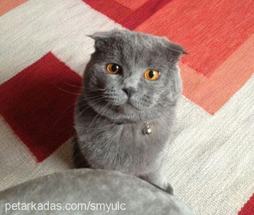 lucas Erkek Scottish Fold