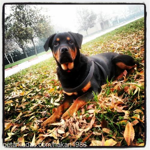 rottt Erkek Rottweiler