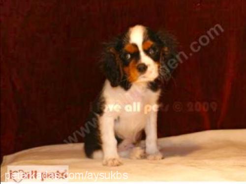 zeytin Erkek Cavalier King Charles Spanieli