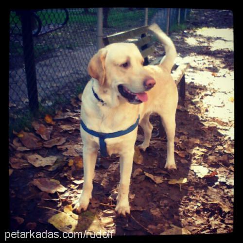 rudolph Erkek Golden Retriever