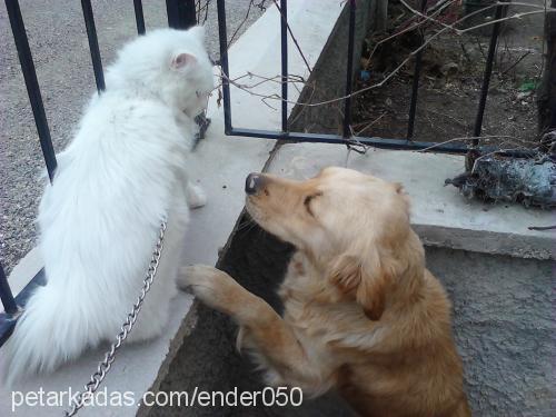 leydi Dişi Golden Retriever