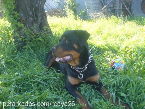 ayaz Erkek Rottweiler