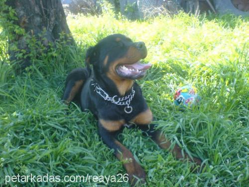 ayaz Erkek Rottweiler