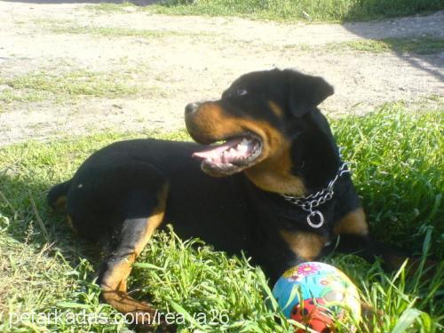 ayaz Erkek Rottweiler