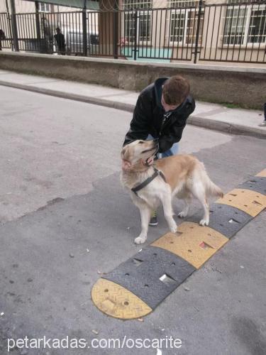 oscar Erkek Golden Retriever